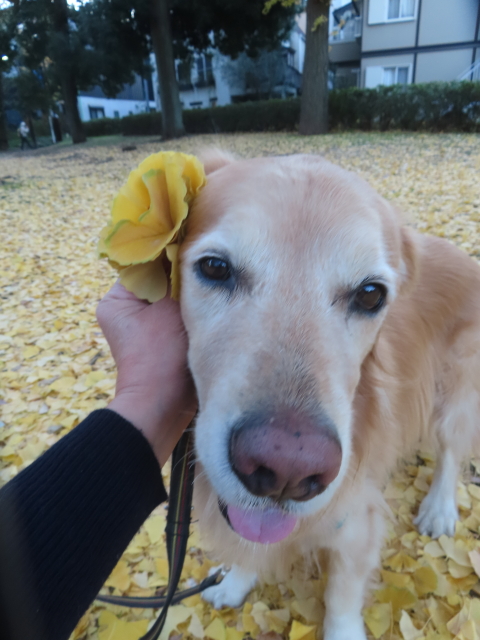 ファイル 8874-4.jpg