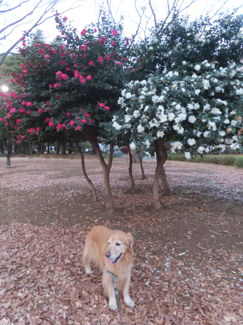 ファイル 8874-5.jpg