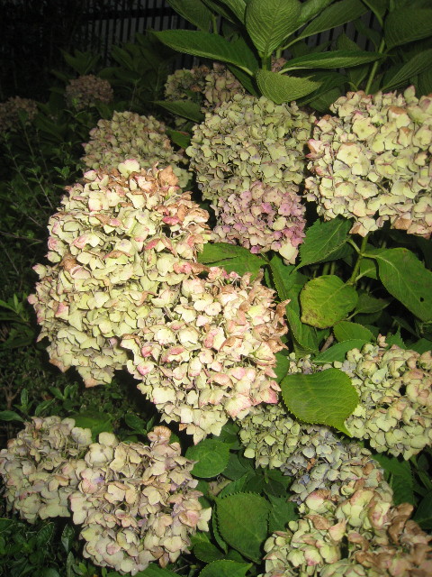 ファイル 888-5.jpg