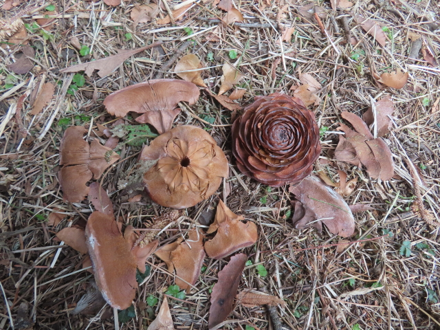 ファイル 8889-2.jpg