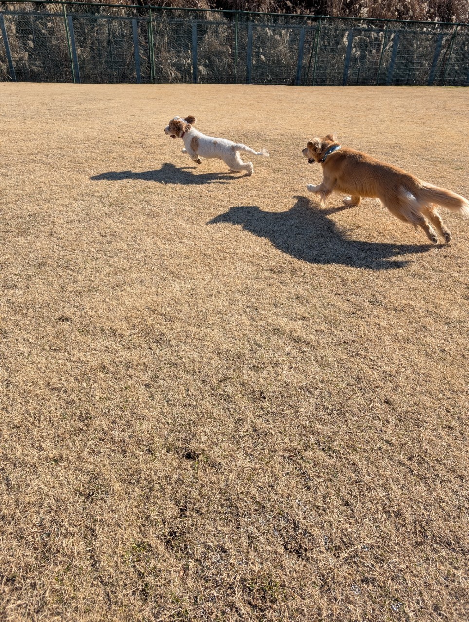 ファイル 8897-2.jpeg