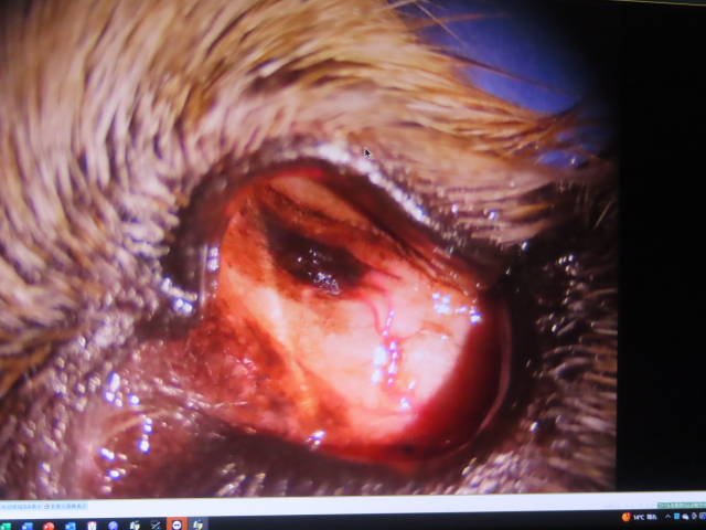 ファイル 8901-4.jpg