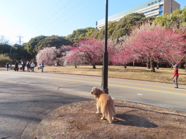 ファイル 8907-1.jpg