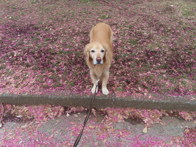 ファイル 8911-5.jpg