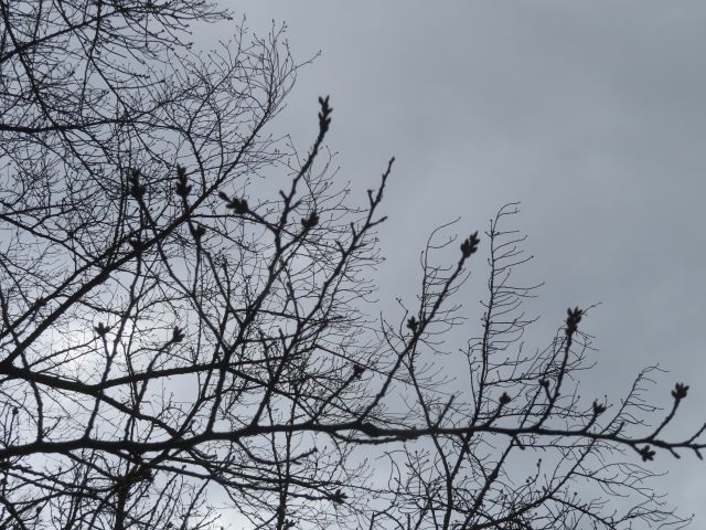 ファイル 8916-3.jpg