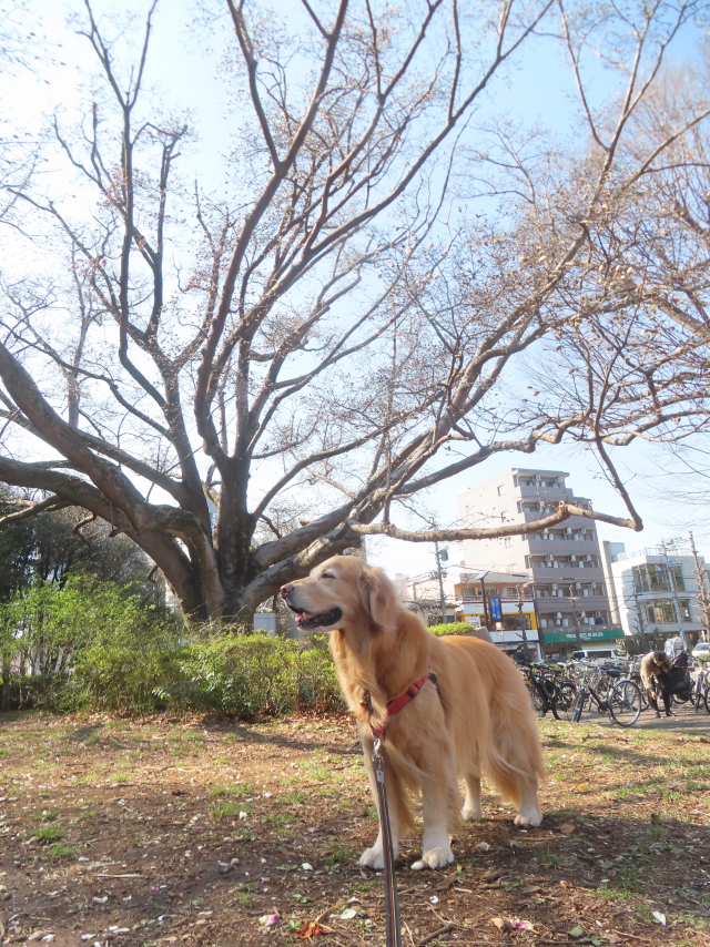 ファイル 8918-2.jpg