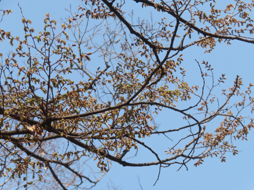 ファイル 8918-5.jpg