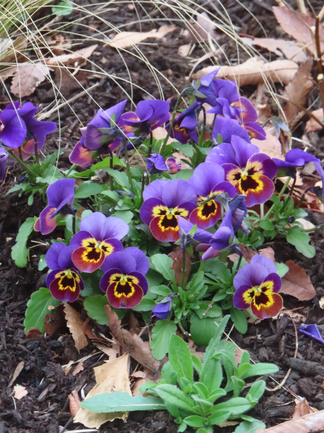 ファイル 8919-1.jpg