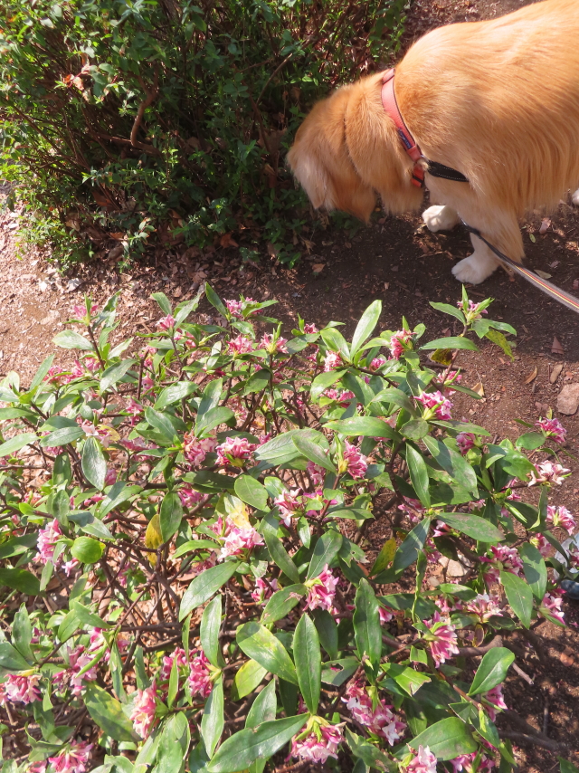 ファイル 8919-5.jpg