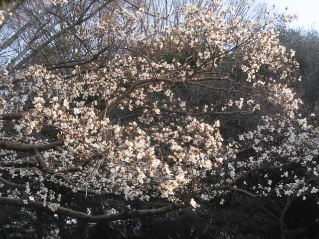 ファイル 8922-4.jpg