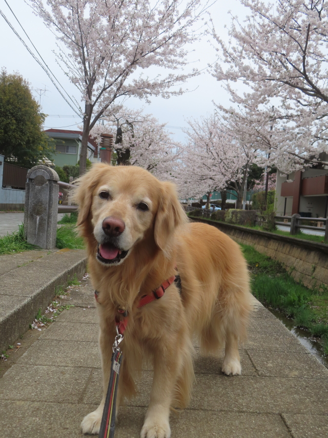 ファイル 8927-1.jpg