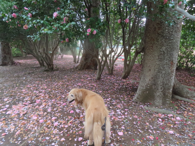 ファイル 8932-1.jpg