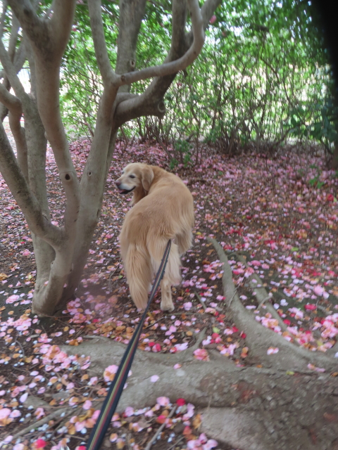 ファイル 8932-2.jpg