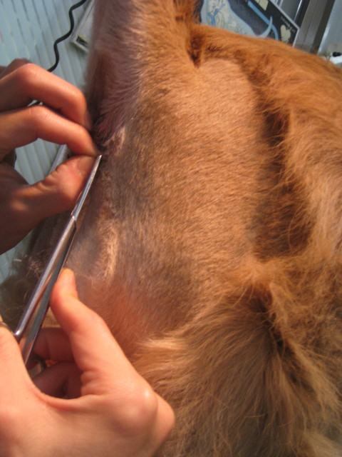 ファイル 894-3.jpg