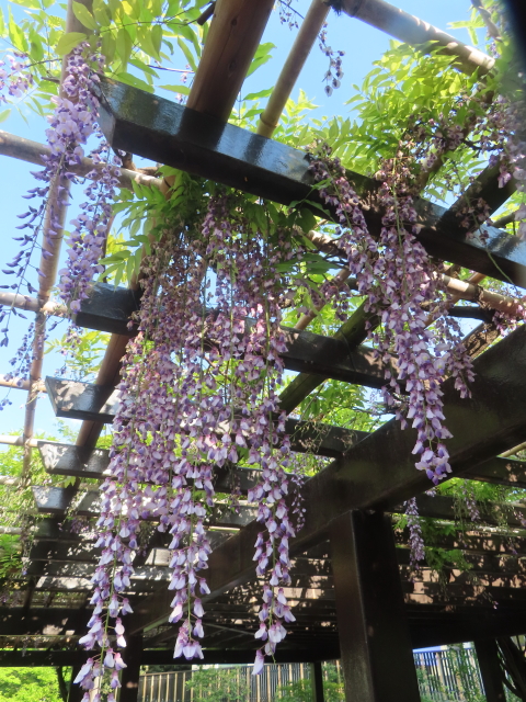 ファイル 8948-5.jpg