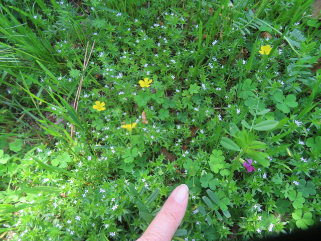 ファイル 8950-5.jpg