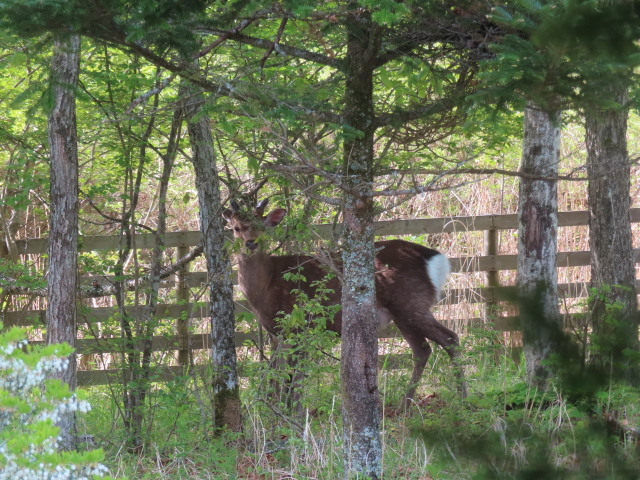 ファイル 8953-2.jpg