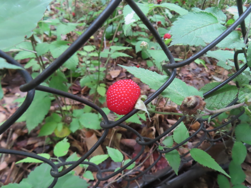 ファイル 8955-5.jpg