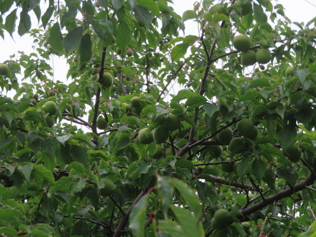 ファイル 8957-1.jpg