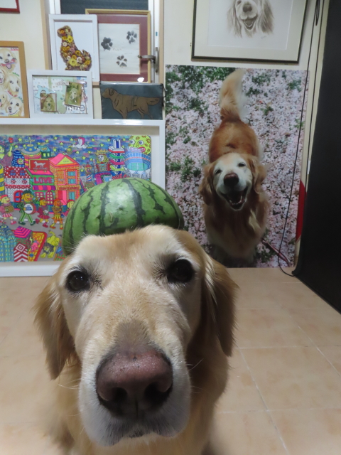 ファイル 8966-1.jpg