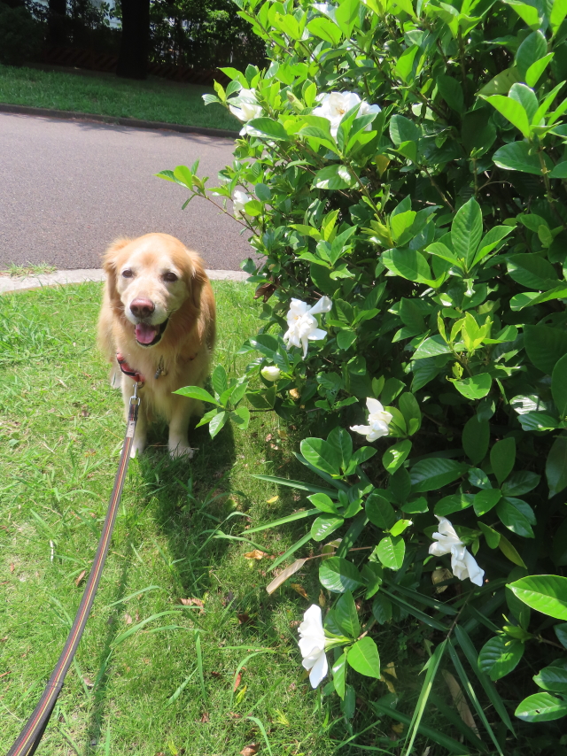 ファイル 8968-1.jpg