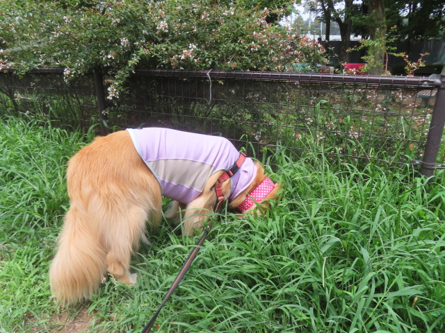 ファイル 8975-5.jpg