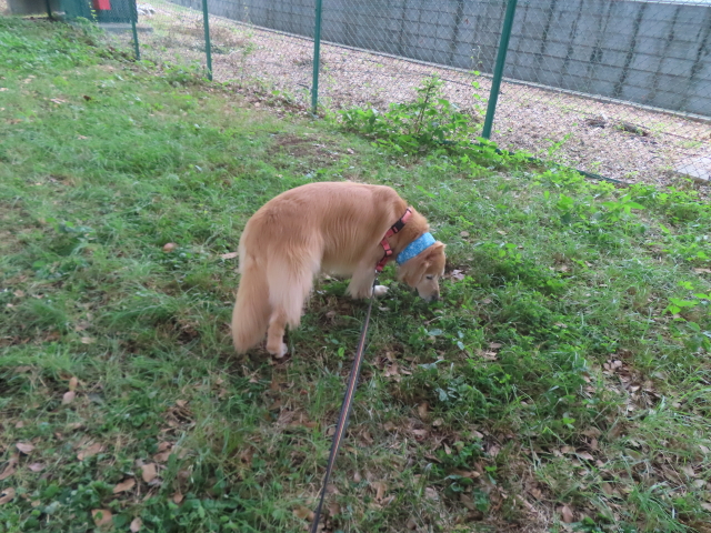 ファイル 8979-1.jpg