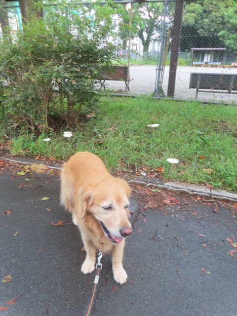 ファイル 8980-2.jpg