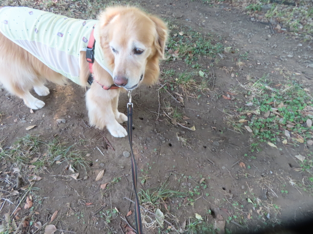 ファイル 8992-1.jpg