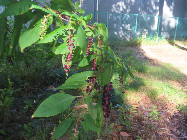 ファイル 8993-5.jpg