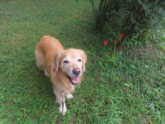 ファイル 8995-2.jpg