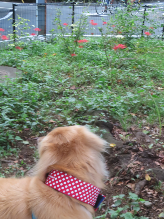 ファイル 8998-3.jpg