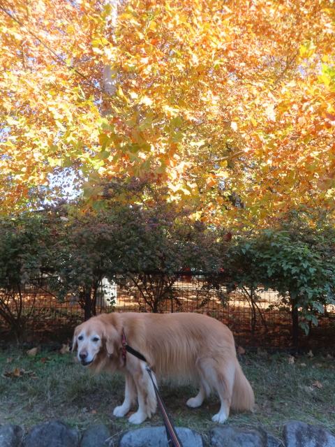 ファイル 9022-1.jpg