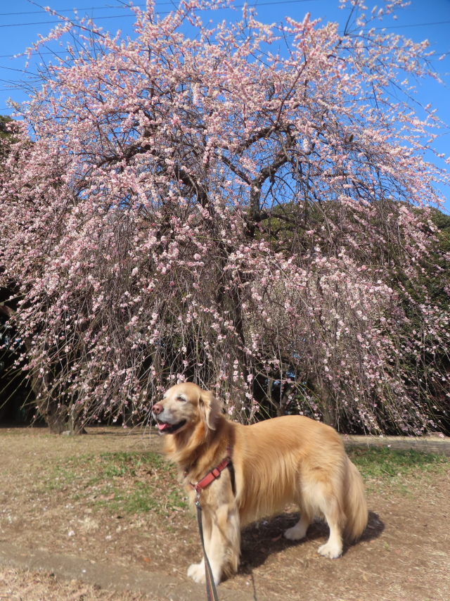 ファイル 9045-1.jpg