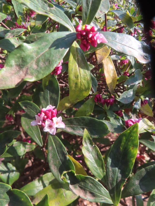 ファイル 9047-2.jpg