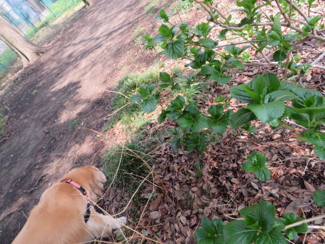 ファイル 9060-4.jpg