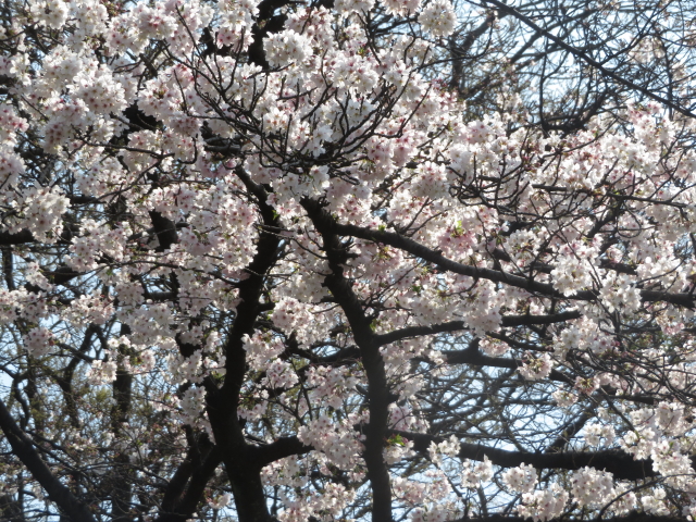 ファイル 9061-5.jpg