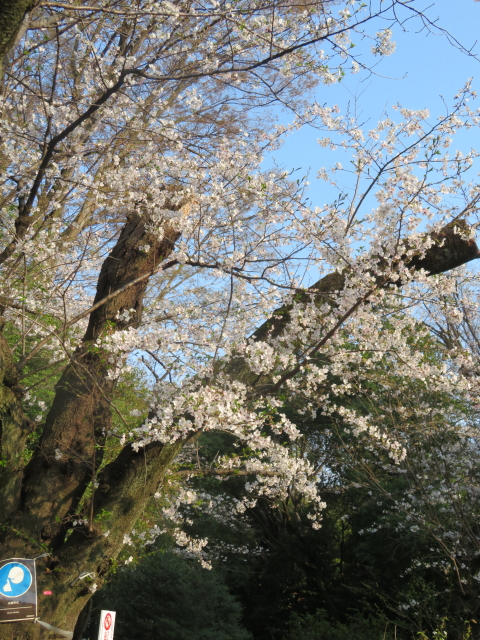 ファイル 9062-1.jpg