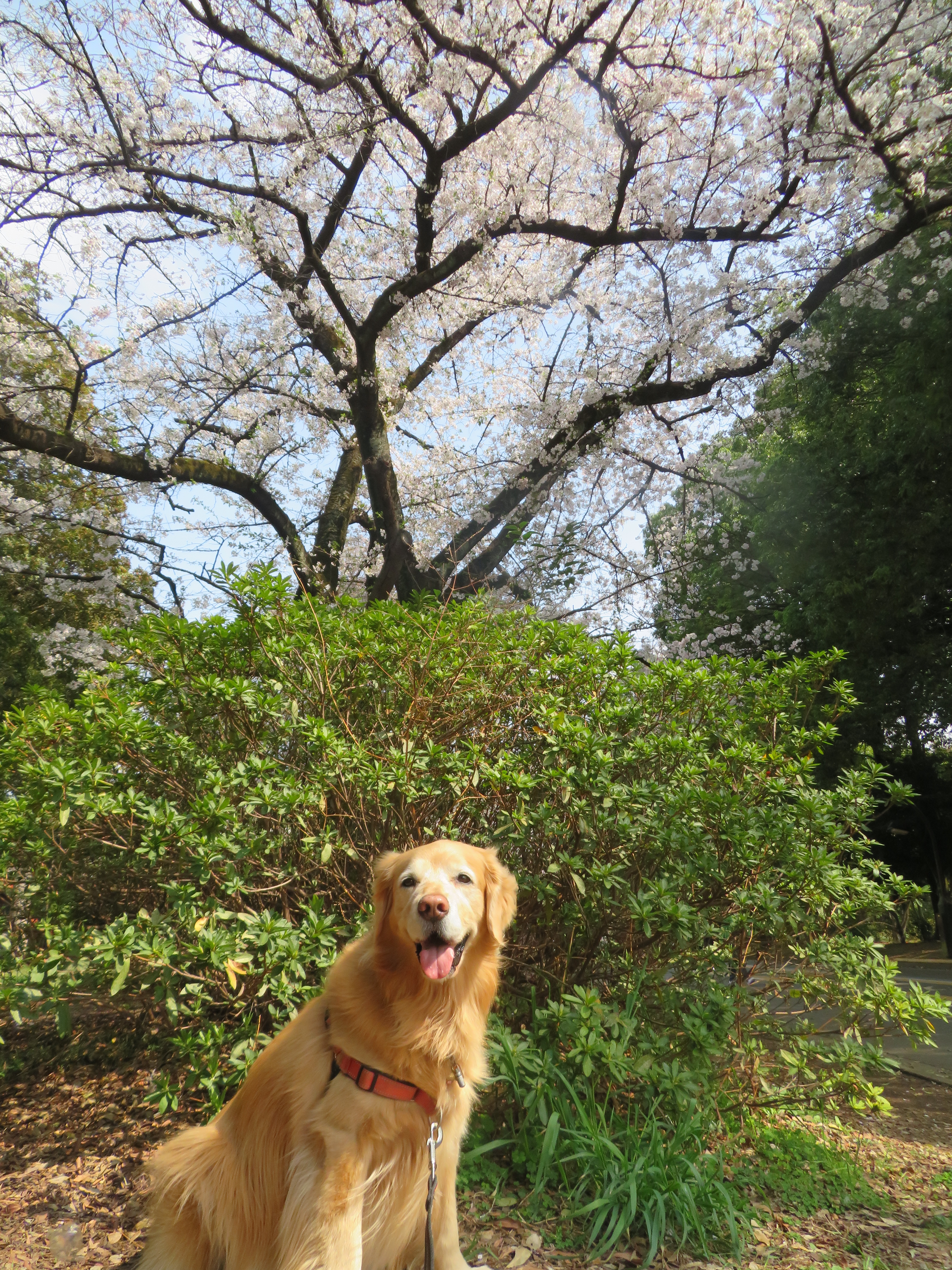 ファイル 9063-2.jpg