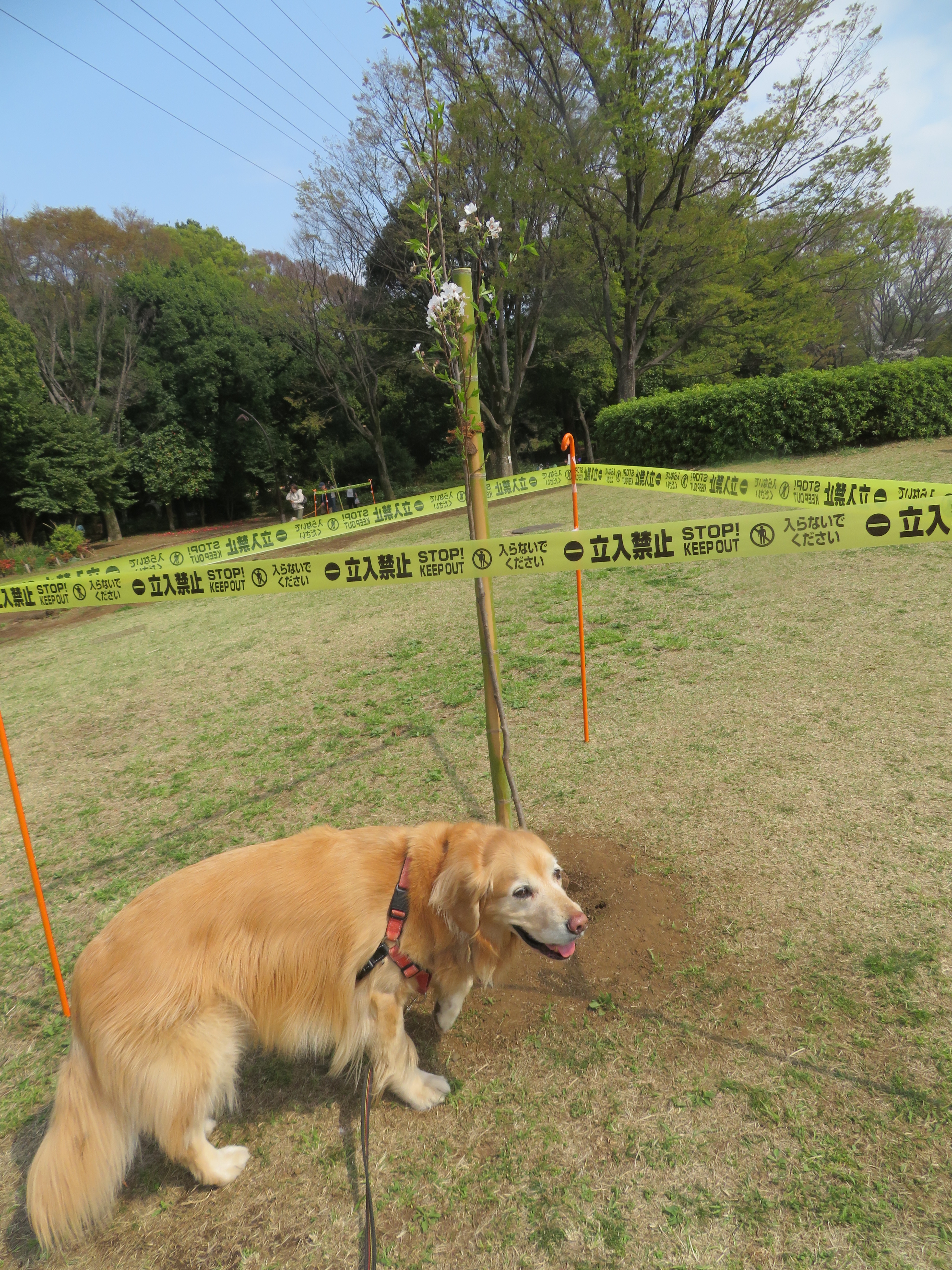 ファイル 9063-4.jpg