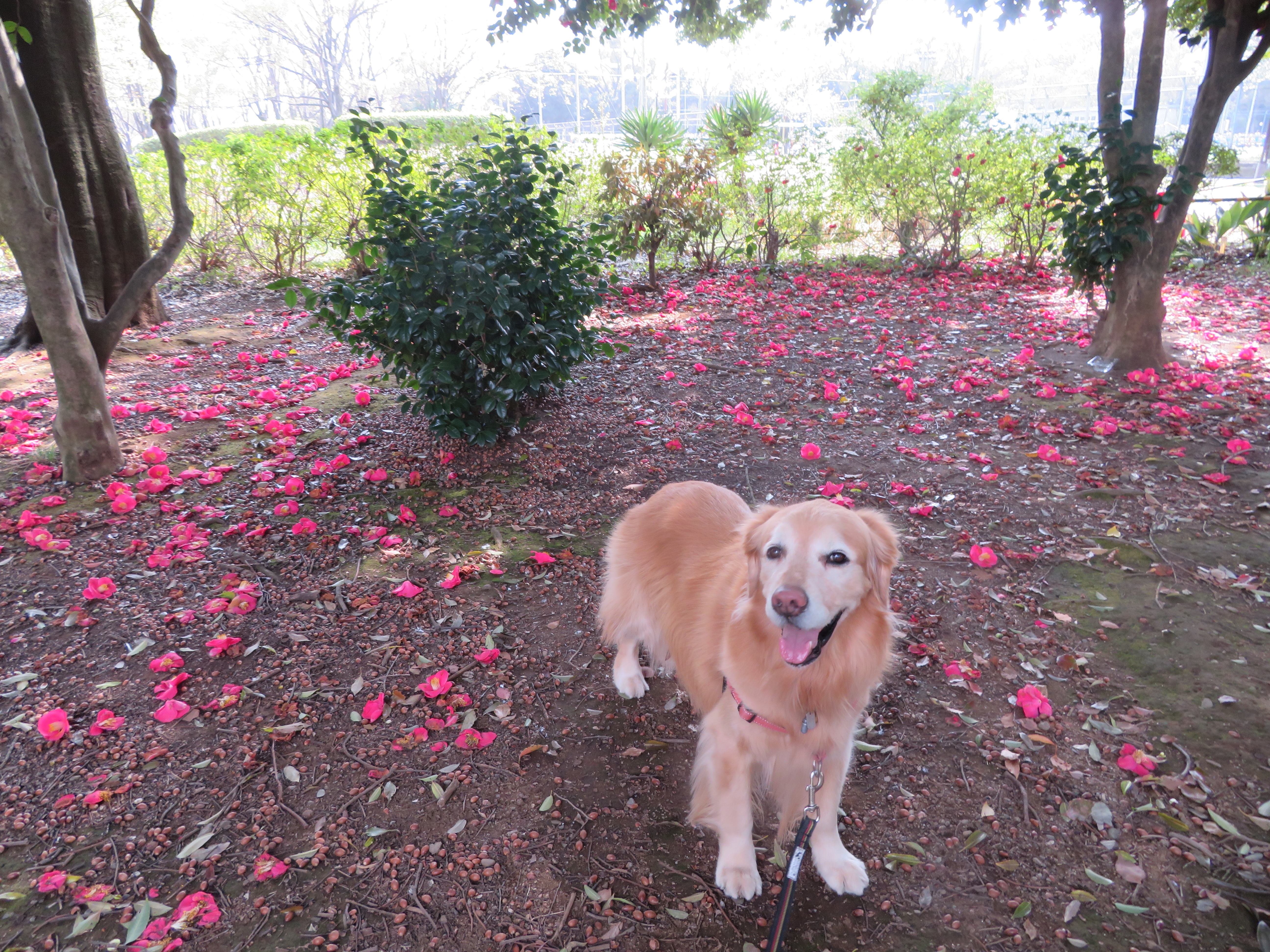 ファイル 9064-2.jpg