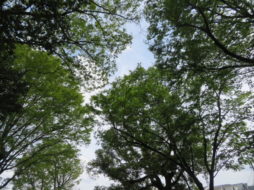 ファイル 9068-5.jpg