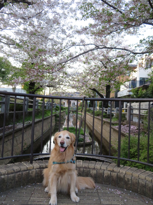 ファイル 9069-4.jpg