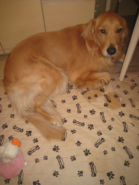 ファイル 907-2.jpg