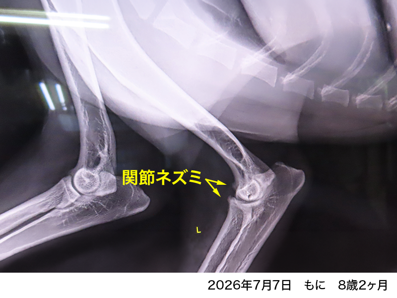 ファイル 9109-1.png