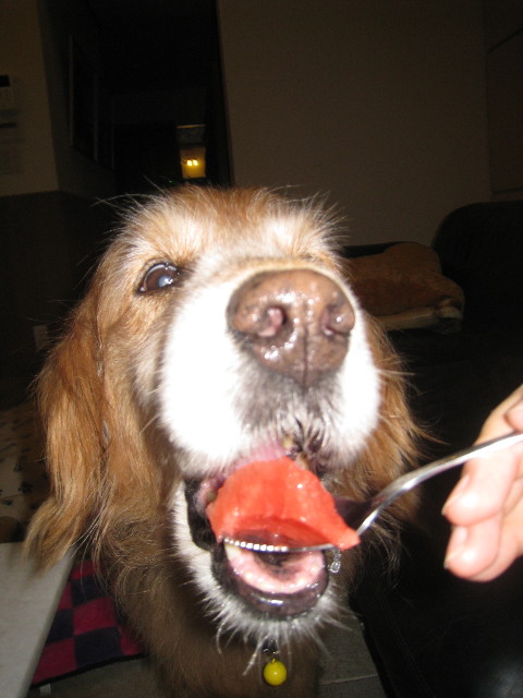 ファイル 919-1.jpg