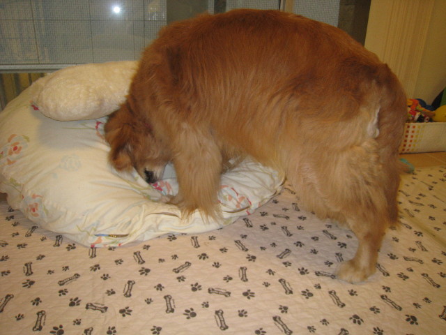 ファイル 936-1.jpg