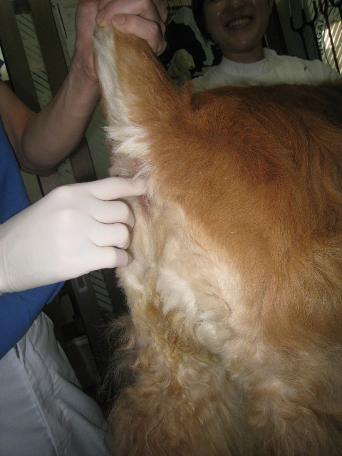 ファイル 944-1.jpg