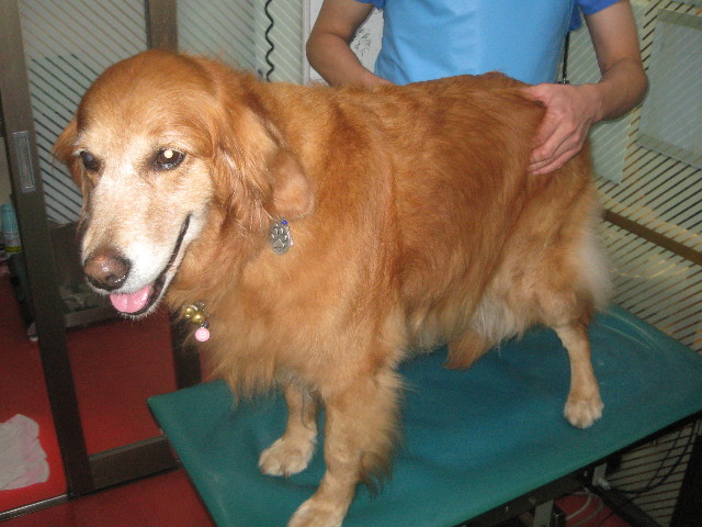 ファイル 945-1.jpg