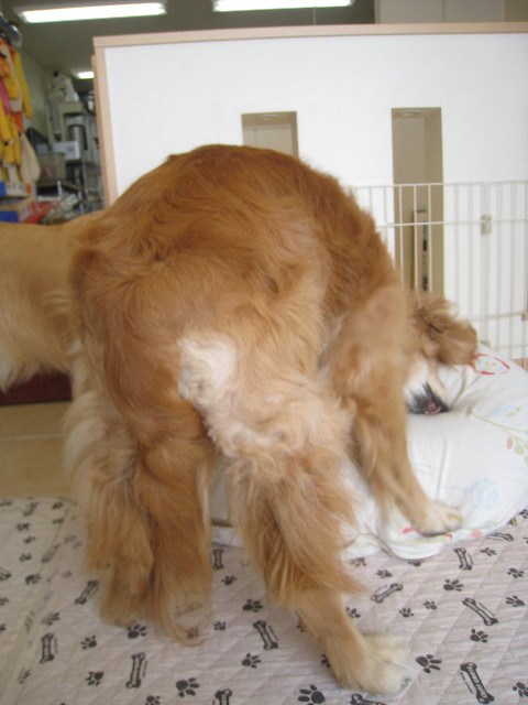 ファイル 945-4.jpg